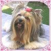 Re-Introducing Ourselves-chanel-me-groomer1-sm-frame-.jpg