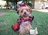 YorkieTalk Eighth Annual Halloween Contest (2012) - Submission thread!-halloween-2012-027.jpg