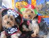 YorkieTalk Eighth Annual Halloween Contest (2012) - Submission thread!-swashbucklers.jpg