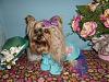 YorkieTalk Eighth Annual Halloween Contest (2012) - Submission thread!-p1010417.jpg