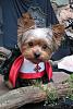 YorkieTalk Eighth Annual Halloween Contest (2012) - Submission thread!-1-count-bustula-yorksylvanian-terrorier.jpg