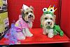 YorkieTalk Eighth Annual Halloween Contest (2012) - Submission thread!-10-27-hanna-reggieresized.jpg