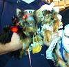 YorkieTalk Eighth Annual Halloween Contest (2012) - Submission thread!-rsz_photo-24-1.jpg