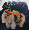 YorkieTalk Eighth Annual Halloween Contest (2012) - Submission thread!-lexi-halloweeen-2012-006.jpg