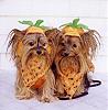 YorkieTalk Eighth Annual Halloween Contest (2012) - Discussion thread!-my-pumpkin-girls-12.jpg