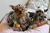 YorkieTalk Eighth Annual Halloween Contest (2012) - Submission thread!-img_3617.jpg