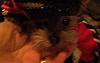 YorkieTalk Eighth Annual Halloween Contest (2012) - Submission thread!-arrgg-close-up-smaller.jpg