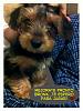 Yorkie-Mixes?-552256_10151126191233601_254308498_n.jpg