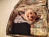 Does your yorkie "talk"?-suitcase.jpg