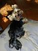 Cotton Coated Yorkshire terrier?-dscn1206.jpg