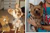 Anyone in the Melbourne area can check out this yorkie?-benji-tile.jpg