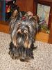 Cotton Coated Yorkshire terrier?-img_00012.jpg