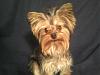 Cotton Coated Yorkshire terrier?-mandie11-6-12.jpg