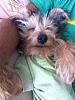 Cotton Coated Yorkshire terrier?-photo.jpg