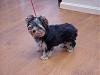Cotton Coated Yorkshire terrier?-columbo-front-side-shot-web.jpg
