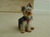 Cotton Coated Yorkshire terrier?-6-mos-web.jpg