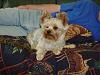 Cotton Coated Yorkshire terrier?-3yrs-web.jpg