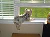 Cotton Coated Yorkshire terrier?-6yrs-web.jpg