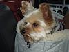 Cotton Coated Yorkshire terrier?-9rsweb.jpg