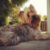 Cotton Coated Yorkshire terrier?-199041_464011450289041_1075869634_n.jpg