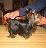 Cotton Coated Yorkshire terrier?-img_00101.jpg