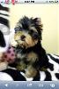Thinking of finally getting a Yorkie puppy-image.jpg