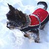 Snow Day, not too sure how Milly feels about it-263531_10151288234880272_1387300028_n.jpg