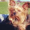 Ponytail in a male yorkie?-1.jpg