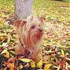 Ponytail in a male yorkie?-3.jpg