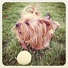 Ponytail in a male yorkie?-4.jpg