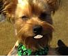 Doggie Dentures-image.jpg