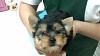 Does yorkie pup normally had their ears shaved?-photo-4.jpg