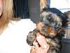 Does yorkie pup normally had their ears shaved?-img_0023.jpg