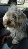 Yorkie needs home in Shreveport, LA-yorkie.jpg