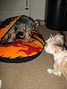 YT 8th Annual Halloween Contest WINNER!-buster-checks-out-his-new-bed-.jpg