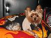 YT 8th Annual Halloween Contest WINNER!-buster-his-yhr-bed-flames.jpg