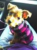 Yorkie or Chorkie?-chorkie.jpg