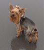 Yorkie hair styles!?-3.jpg