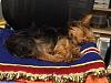 Yorkie hair styles!?-bailey-sleeping-chair.jpg