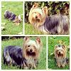 Yorkie hair styles!?-image.jpg