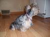 Yorkie hair styles!?-sl730039c.jpg