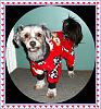 Oscar & sissy kaiah got some new fleecys today-009-cropab.jpg