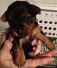 Stella wants to say HI to her new Yorkie friends!!-image.jpg