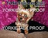 YorkieTalk 2013 Calendars - ORDER TODAY!-01-cover.jpg