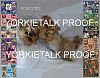 YorkieTalk 2013 Calendars - ORDER TODAY!-28-back.jpg