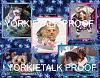 YorkieTalk 2013 Calendars - ORDER TODAY!-02-january.jpg