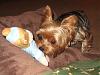 Buster Brown got a special package-9-buster-his-new-monkey.jpg