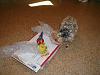 ***Tibbe Got A Christmas Gifts From Guinness & Alisha(GuinnessStout)!!!***-12.jpg