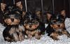 My Silky girls are almost 12 weeks old and ....-puppies.jpg
