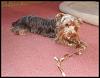 The Tale of The Braided Bully Stick-012.jpg